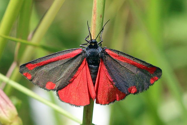 Moth Breakfast