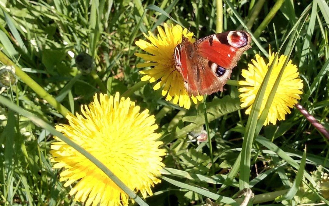 Peacock butterfly