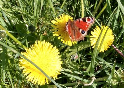 Peacock butterfly