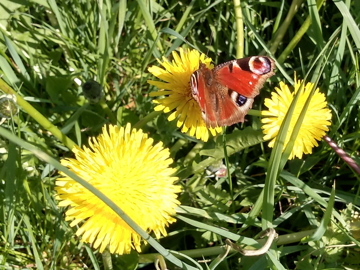 Peacock butterfly