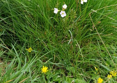 Flowers at Perdiswell