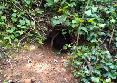 Badger Sett