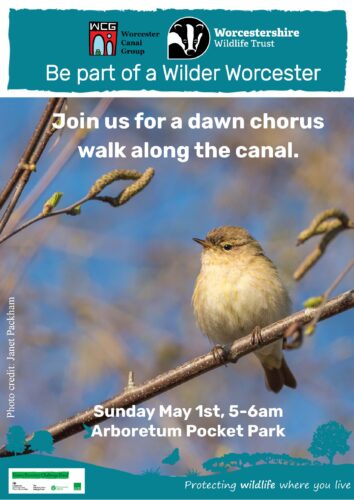 Dawn chorus