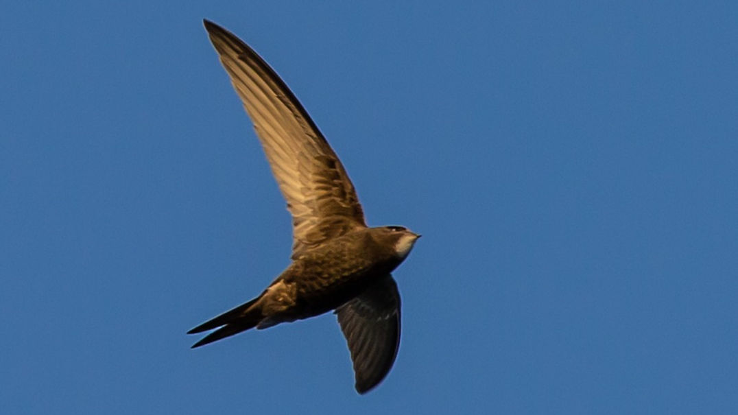 Swift boxes in the Arboretum