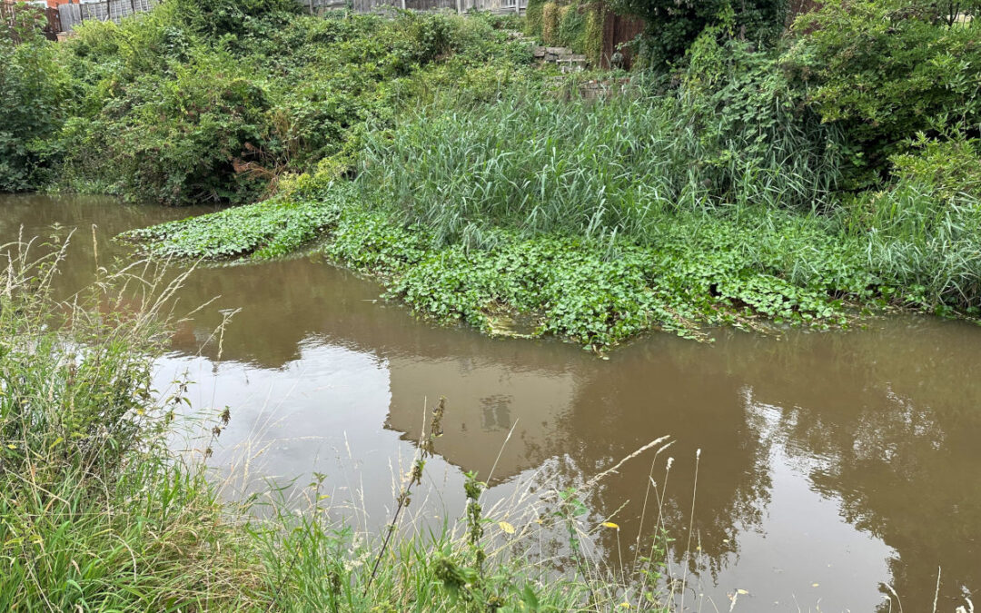 Pennywort on the canal